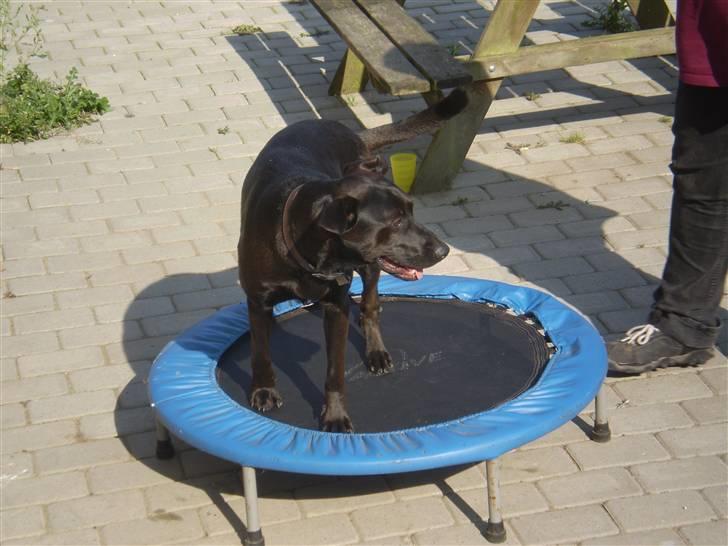 Blanding af racer Gizmo billede 9