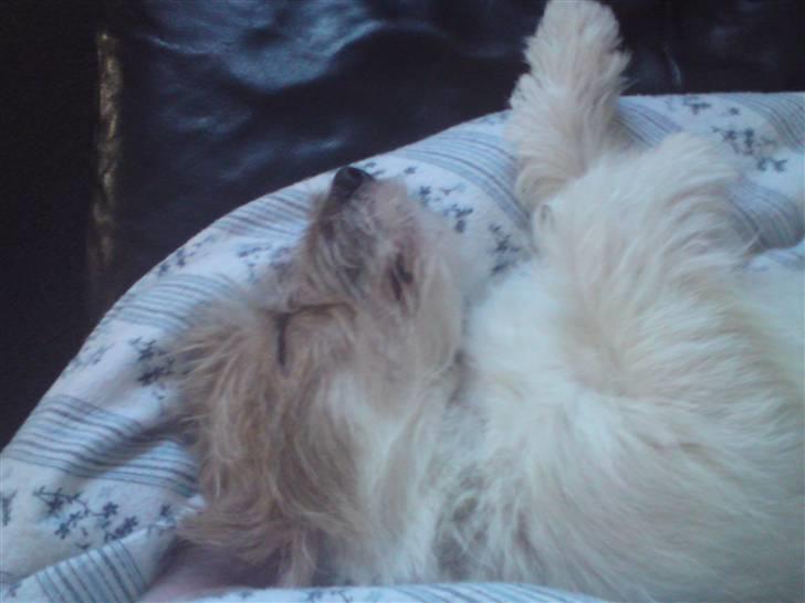 Jack russell terrier Jensen billede 16