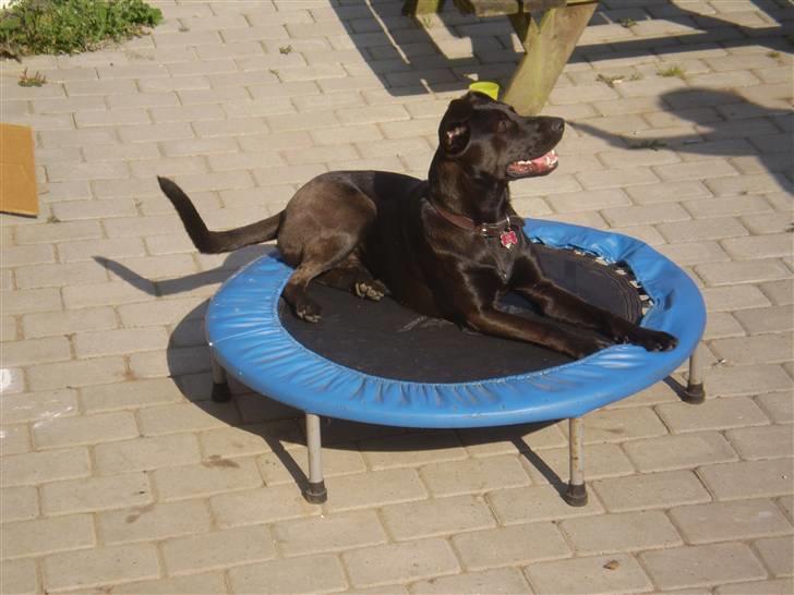 Blanding af racer Gizmo billede 10