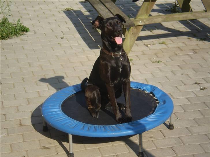 Blanding af racer Gizmo billede 11