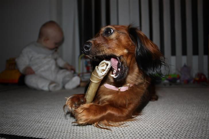 Dværggravhund Tulle RIP november 2012 - Jam jam!! billede 12