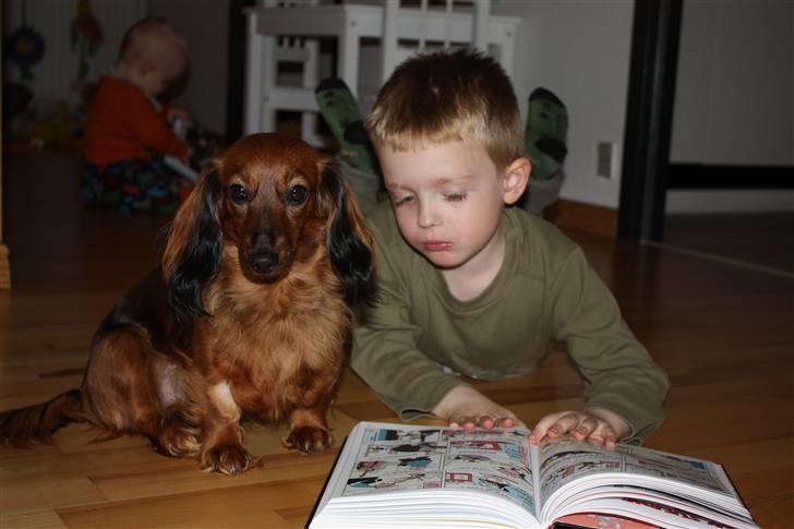 Dværggravhund Tulle RIP november 2012 billede 13