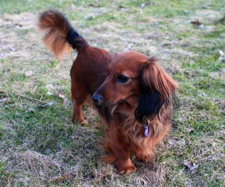 Dværggravhund Tulle RIP november 2012 billede 14