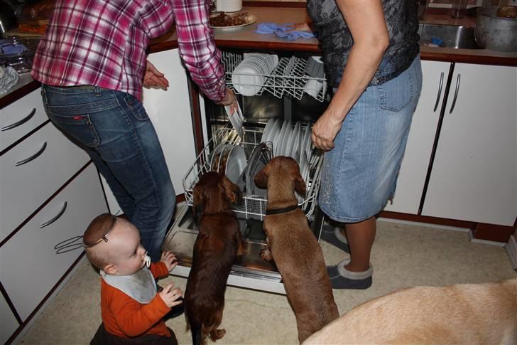 Dværggravhund Tulle RIP november 2012 billede 15