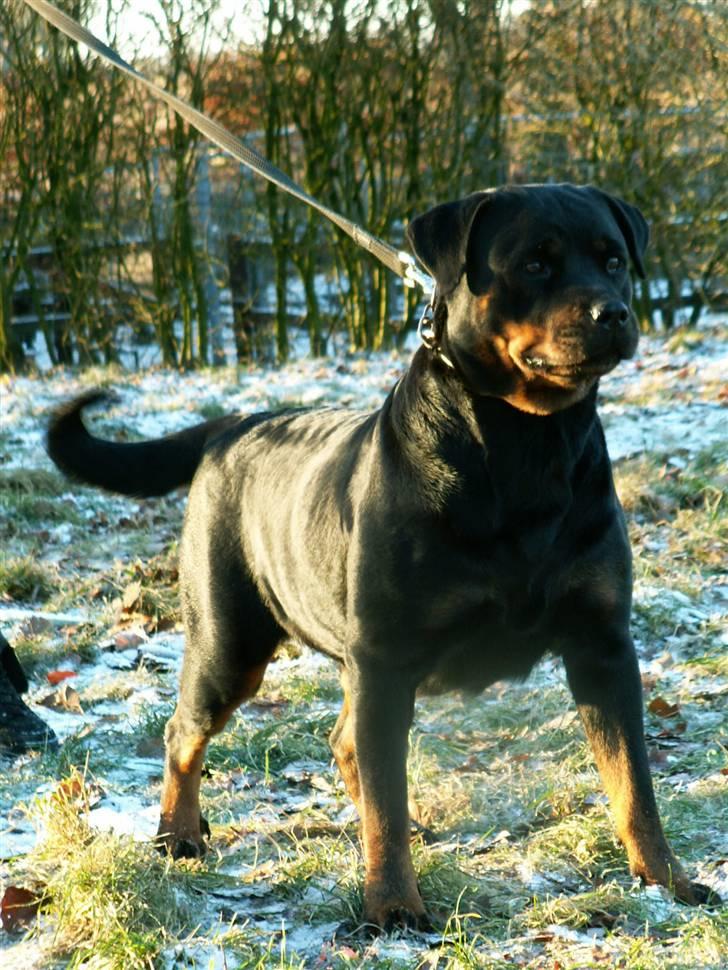 Rottweiler Dikadiabolos Ukita R.I.P billede 18