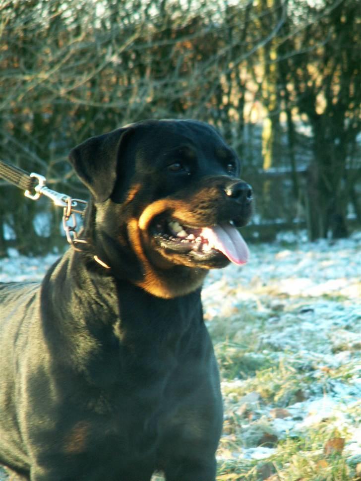 Rottweiler Dikadiabolos Ukita R.I.P billede 19