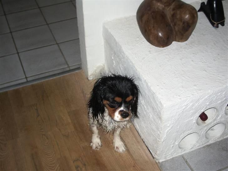 Cavalier king charles spaniel Cody - Kan ikke li` at være i bad billede 6
