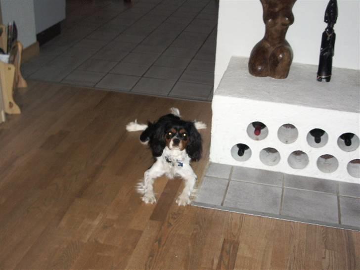 Cavalier king charles spaniel Cody - Hvor længe skal jeg blive liggende her billede 7