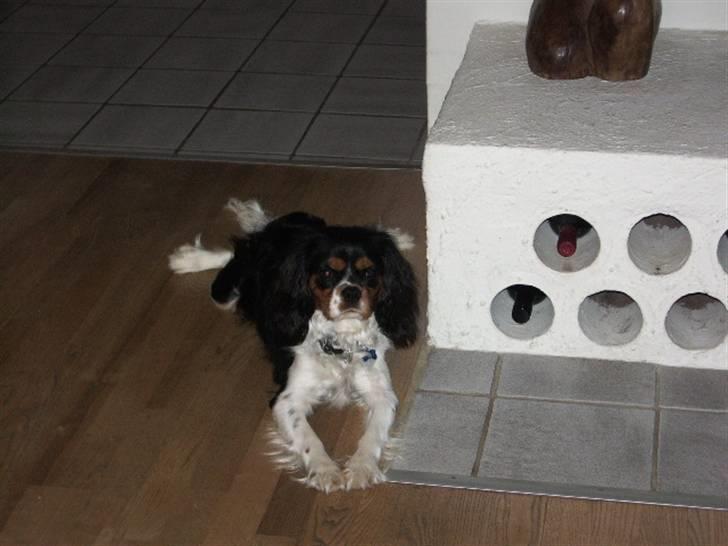 Cavalier king charles spaniel Cody - Nu kommer jeg snart løbende billede 8