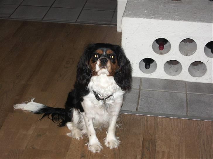 Cavalier king charles spaniel Cody - Se mig lige billede 9