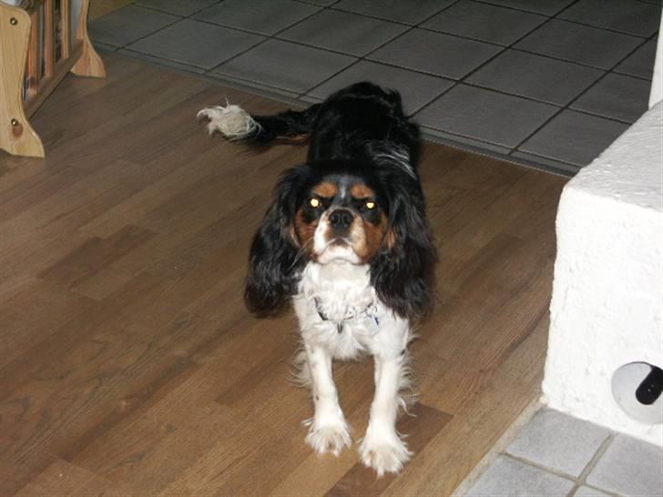 Cavalier king charles spaniel Cody - Skal vi ikke bare lege?? billede 10