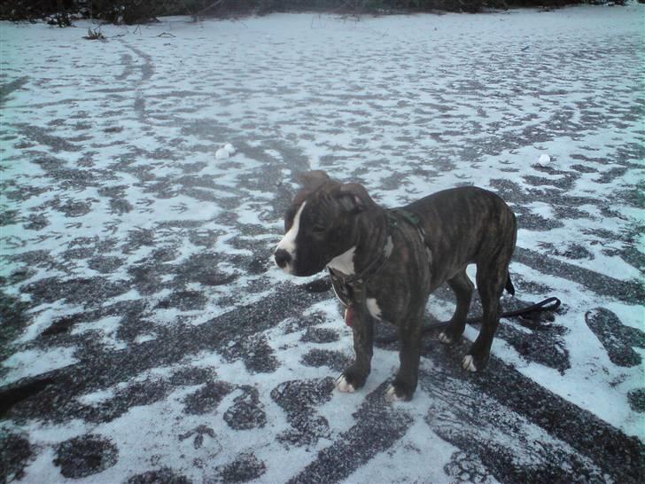 Amerikansk staffordshire terrier $ Hector $ billede 15