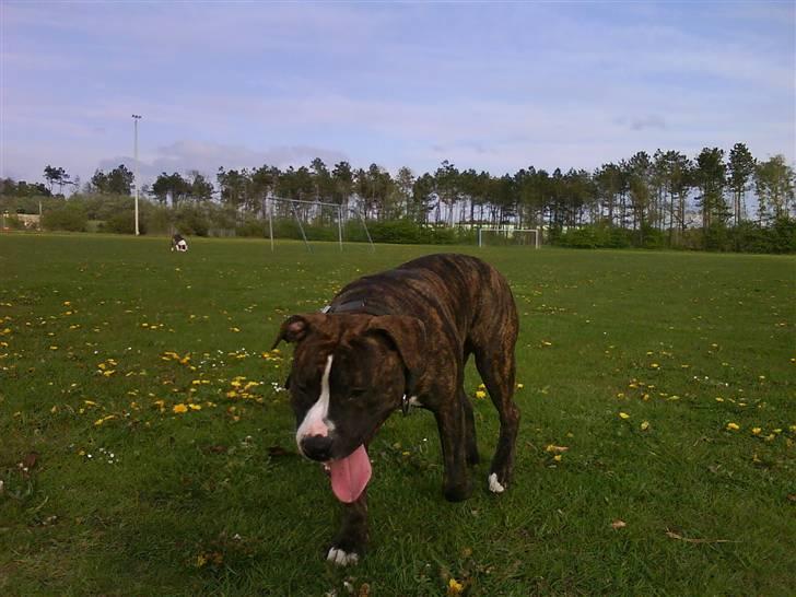 Amerikansk staffordshire terrier $ Hector $ billede 16