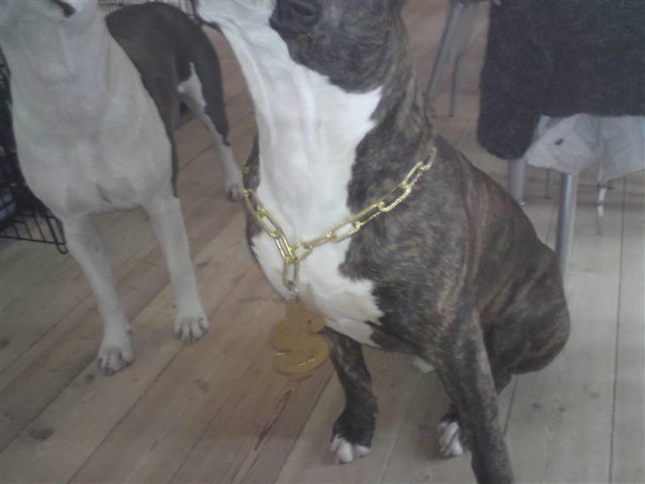 Amerikansk staffordshire terrier $ Hector $ billede 17