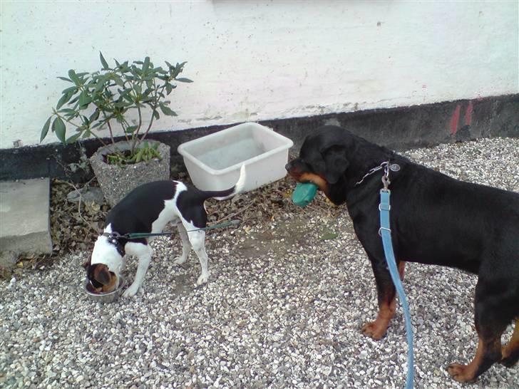 Rottweiler  . Gizmo Vom Dornenhof - gizmo går lige tur med pepsi  billede 16