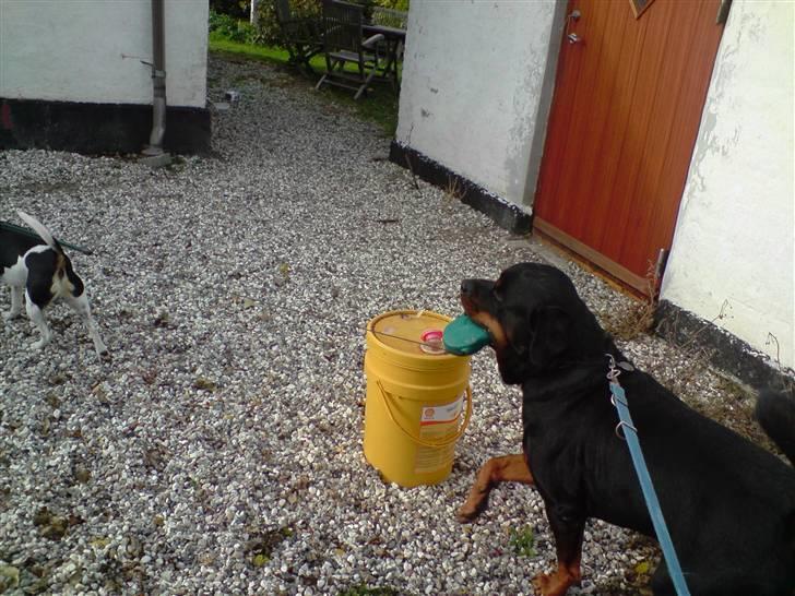Rottweiler  . Gizmo Vom Dornenhof - gizmo går lige tur med pepsi  billede 17
