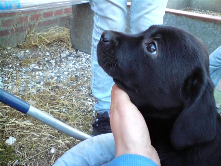Labrador retriever Molly - Er jeg ik bedårende? billede 1