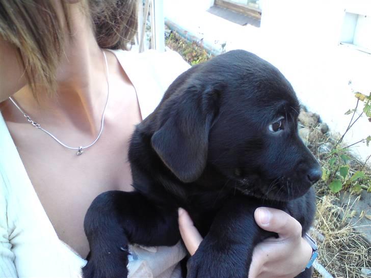 Labrador retriever Molly - Baby-Molly billede 2