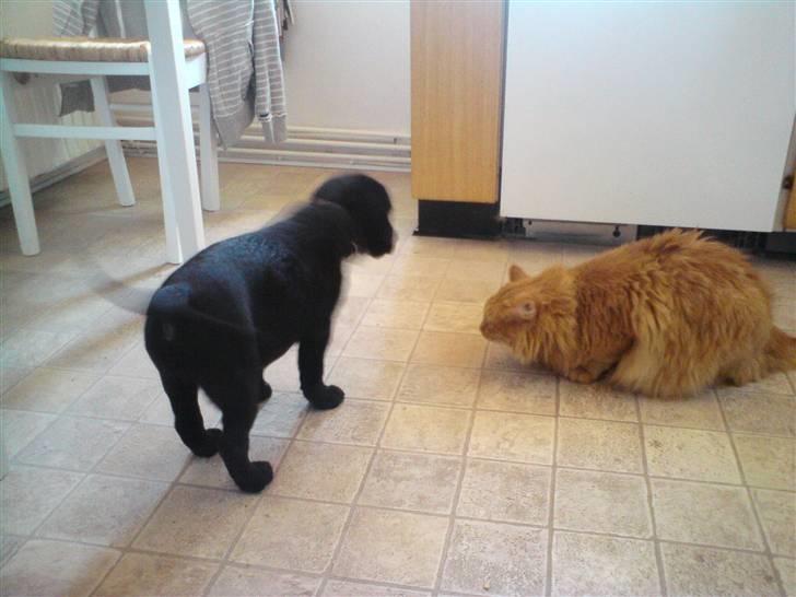 Labrador retriever Molly - Mig med min gode ven kat Felix :) Uha, hvor jeg logrer! billede 4