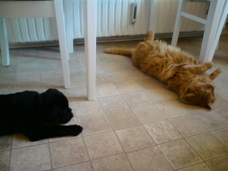 Labrador retriever Molly - Vi slapper lige af.. billede 5