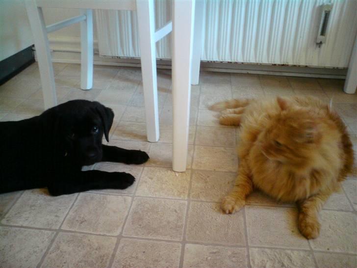 Labrador retriever Molly - Uh, han er så sød!! billede 6