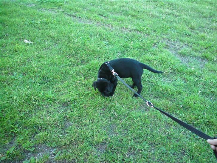 Labrador retriever Molly - Der er noget spændende her.... billede 7
