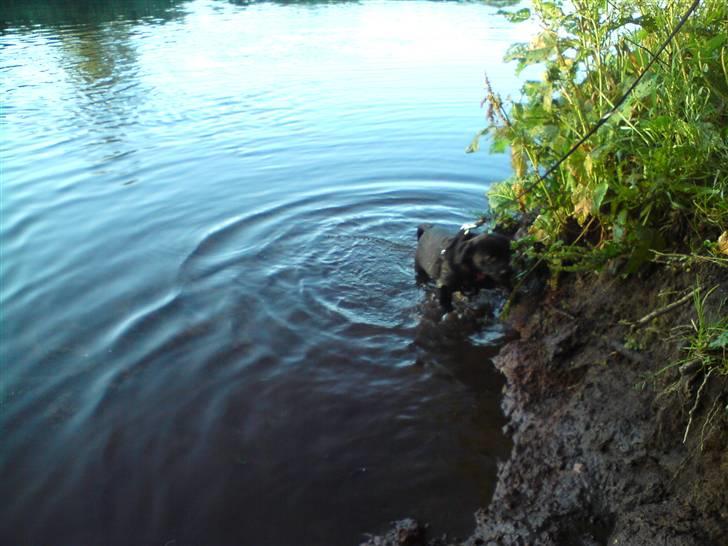 Labrador retriever Molly - Jeg elsker bare at soppe mine små poter.. billede 8