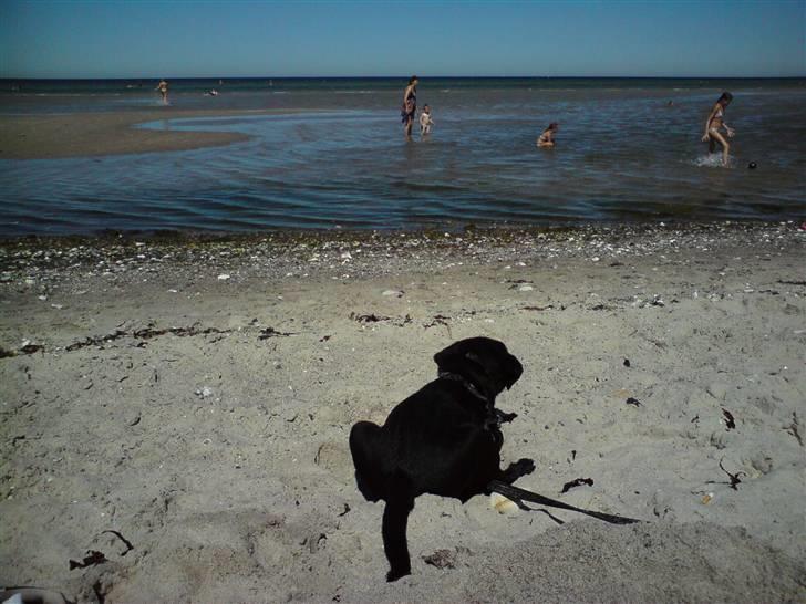 Labrador retriever Molly - Farog mor tog mig med til stranden.. Blev lidt træt af at bade, så slapper lige af. billede 11