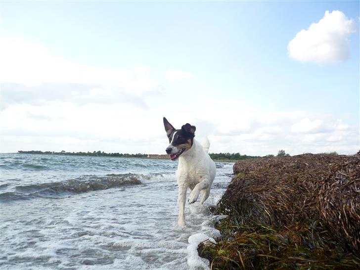 Dansk svensk gaardhund Casper R.I.P. - Casper ELSKER at være på stranden X3 billede 18