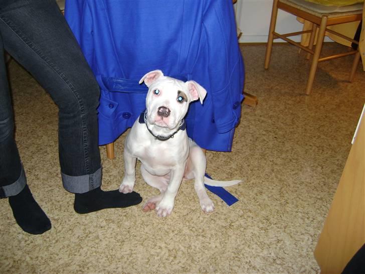 Amerikansk bulldog Daisy billede 1