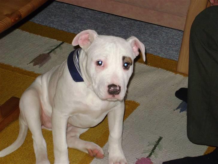 Amerikansk bulldog Daisy billede 2