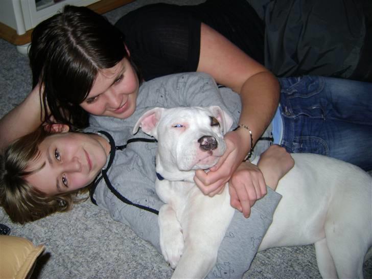 Amerikansk bulldog Daisy billede 3