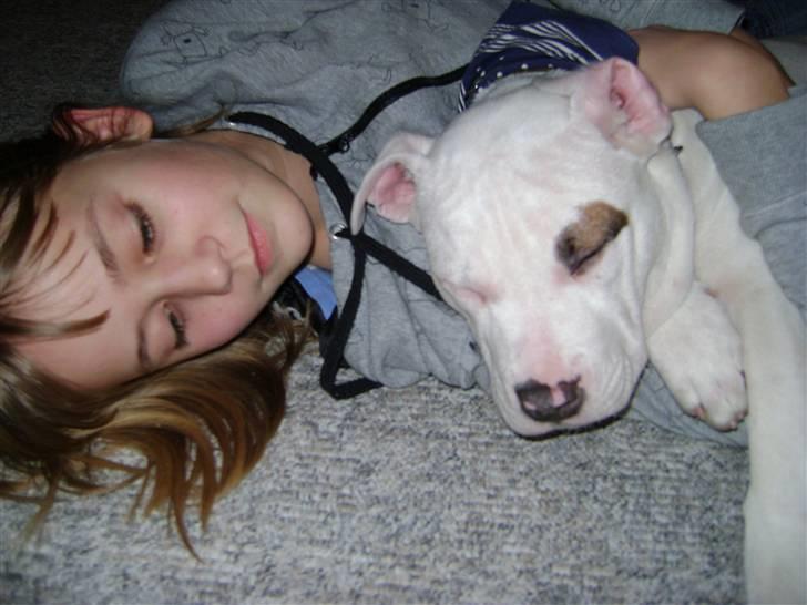 Amerikansk bulldog Daisy billede 4