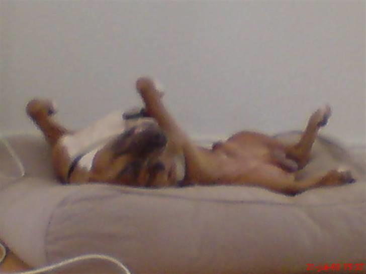 Amerikansk staffordshire terrier Kovu billede 14