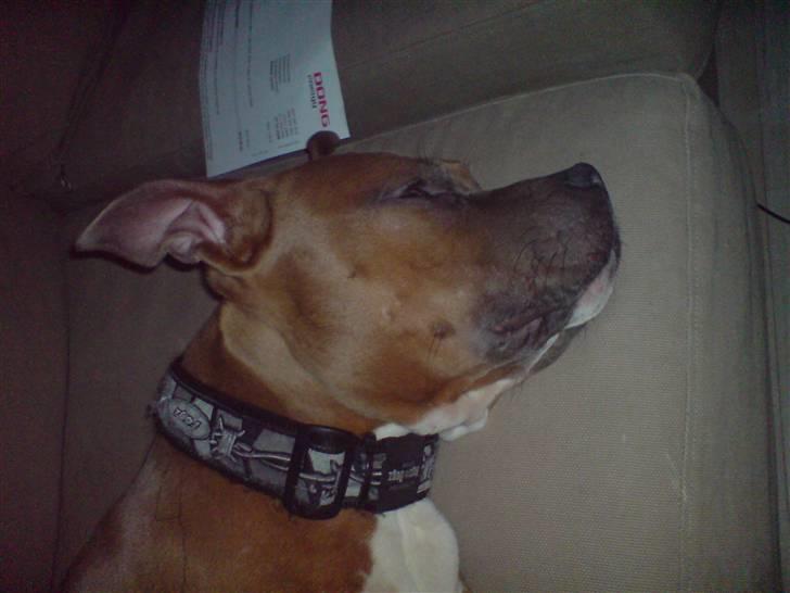 Amerikansk staffordshire terrier Kovu billede 15