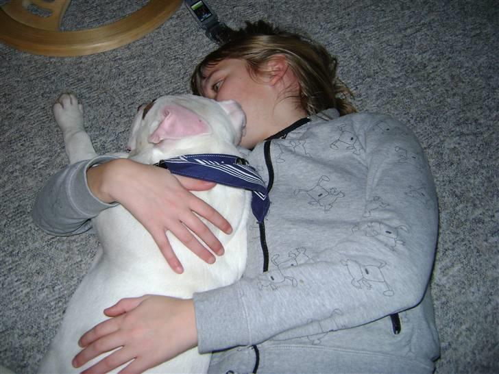 Amerikansk bulldog Daisy billede 5