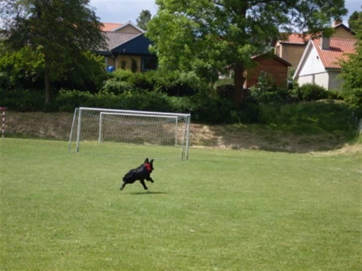 Blanding af racer Kenzo (Død) - Her FLYVER Kenzo sig lige en tur (: billede 13