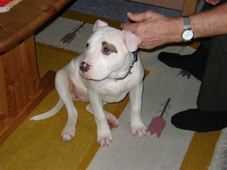 Amerikansk bulldog Daisy billede 6