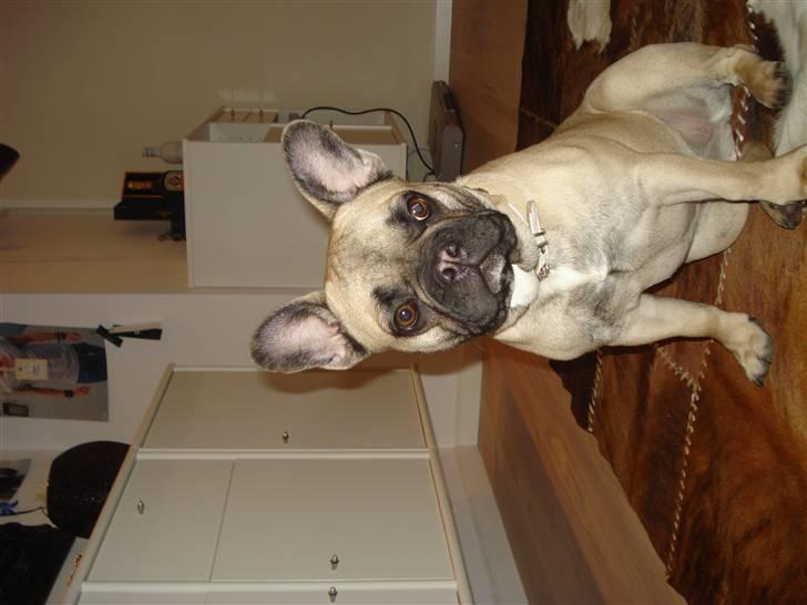 Fransk bulldog Berta billede 1