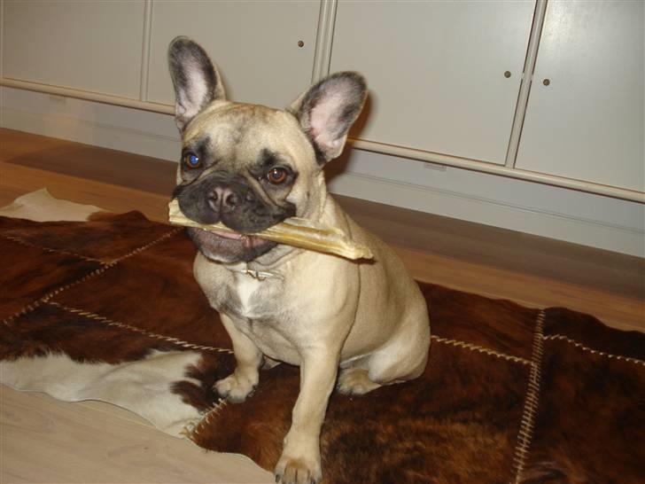 Fransk bulldog Berta billede 2