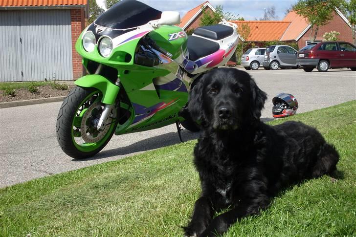 Blanding af racer Kenzo (Død) - Sommern 2010. Mig og min fars motorcykel. billede 14