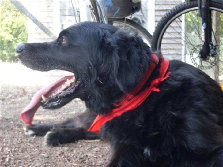 Blanding af racer Kenzo (Død) - Meget lang tunge (: billede 16