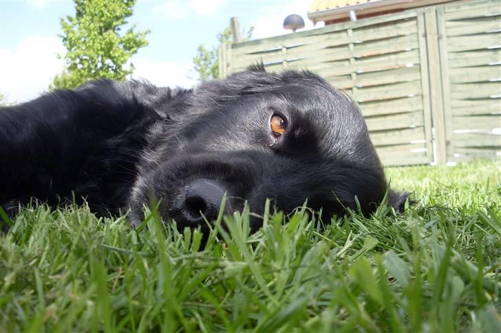 Blanding af racer Kenzo (Død) - Afslapnings tid :) billede 17