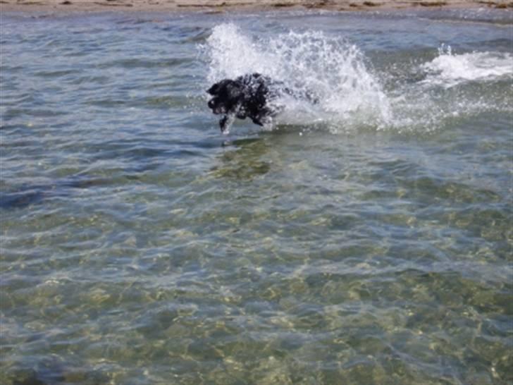 Blanding af racer Kenzo (Død) - Kenzo VIL bare i vandet (: billede 18