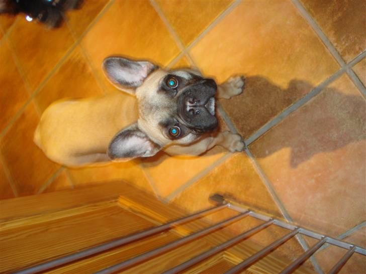 Fransk bulldog Berta billede 3