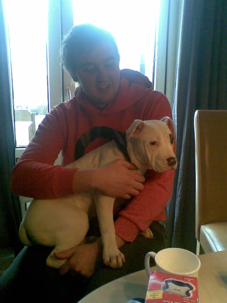 Amerikansk bulldog Daisy - Mig og daisy  billede 7