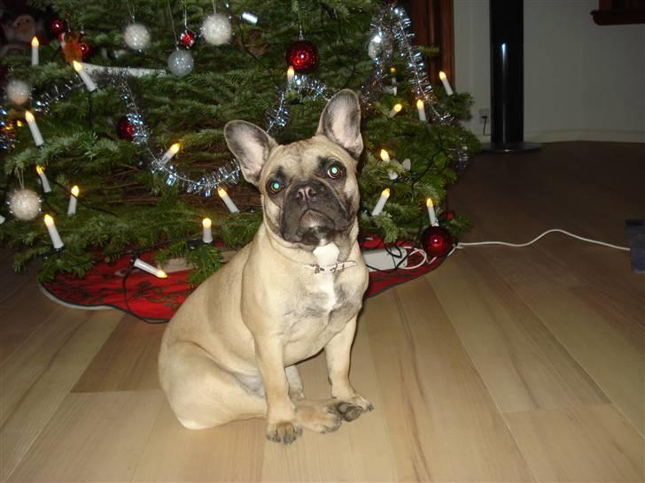 Fransk bulldog Berta billede 4