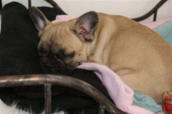 Fransk bulldog Berta billede 5