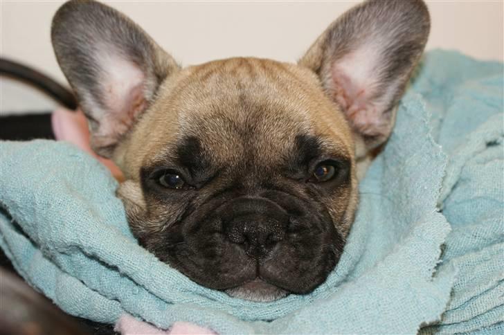 Fransk bulldog Berta billede 6