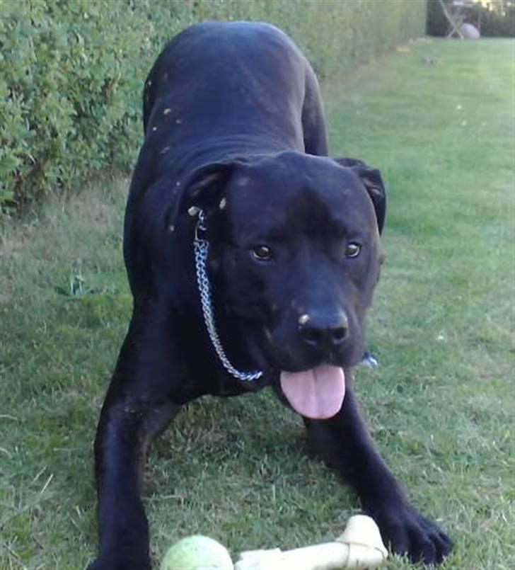 Cane corso Odin billede 1